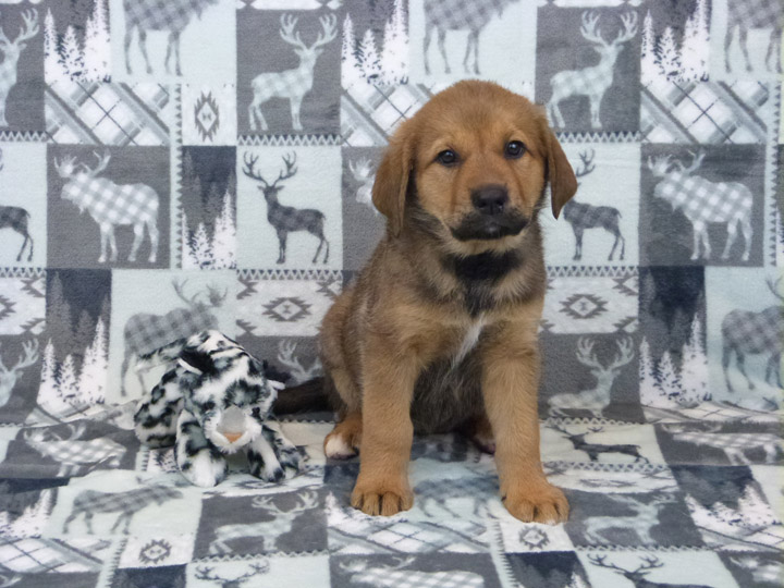 chinook puppy